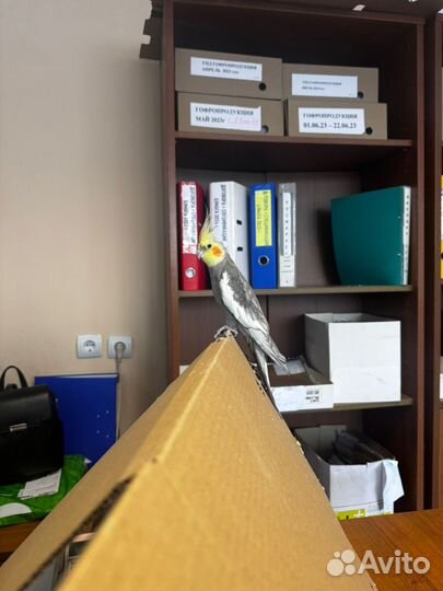 Продам попугая Корелла (мальчик)