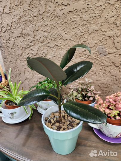 Фикус каучуконосный