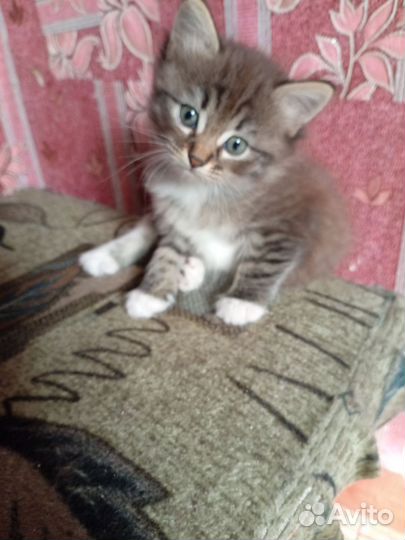 Котята в добрые руки. Мальчик и девочка