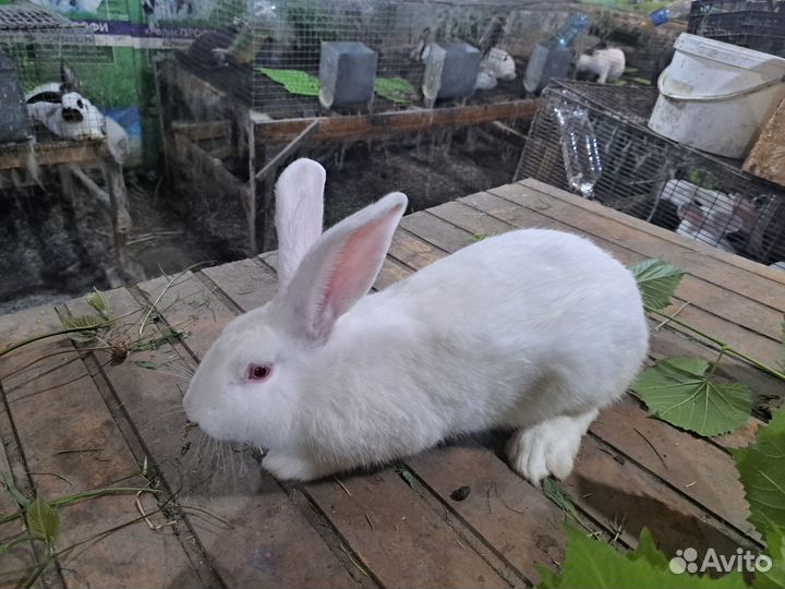 Продается молодой самец белый паннон