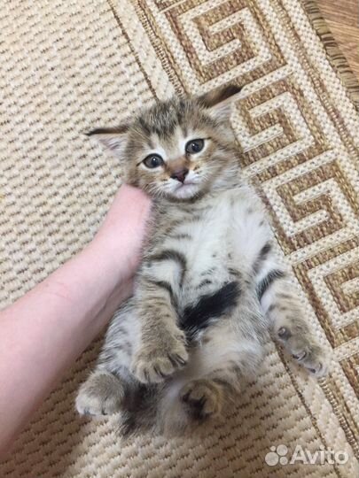 Котёнок девочка