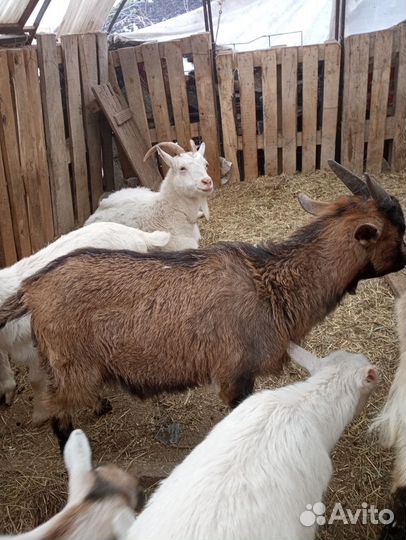 Козел и козлята