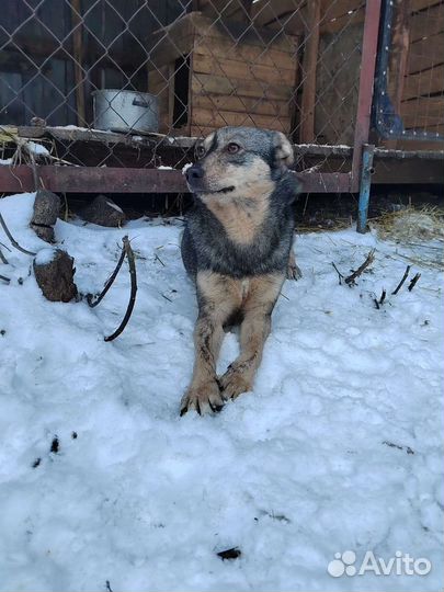 Собака ищет дом 1,5 года возраст.Стерилизована