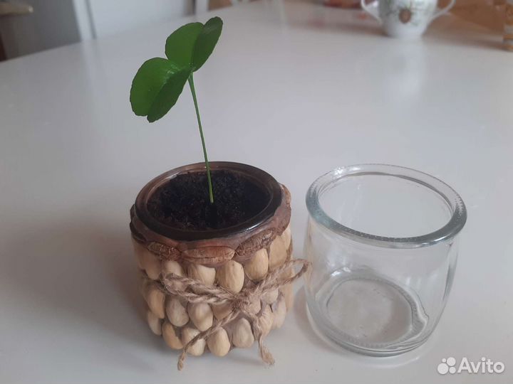 Деревце мандариновое