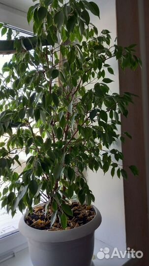 Комнатные цветы