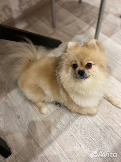 Шпиц немецкий девочка