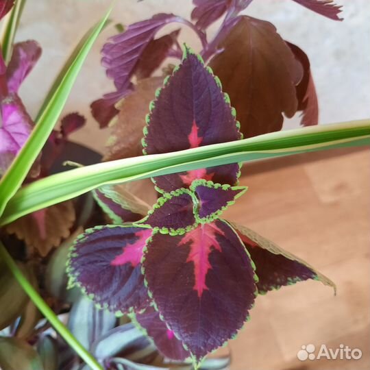 Цветы колеусы, хлорофитум и традесканция зебрина