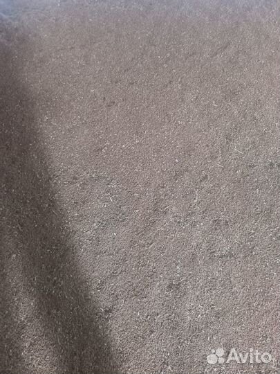 Зерно пшеница