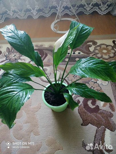 Спатифиллум