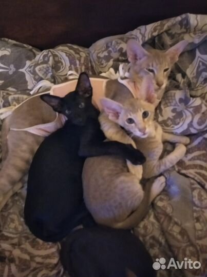 Передержка домашних животных