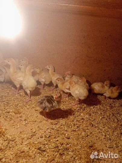 Индюки индюшата