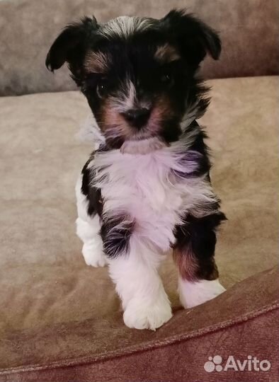 Щенки бивер йорка