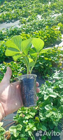 Рассада клубники Клери