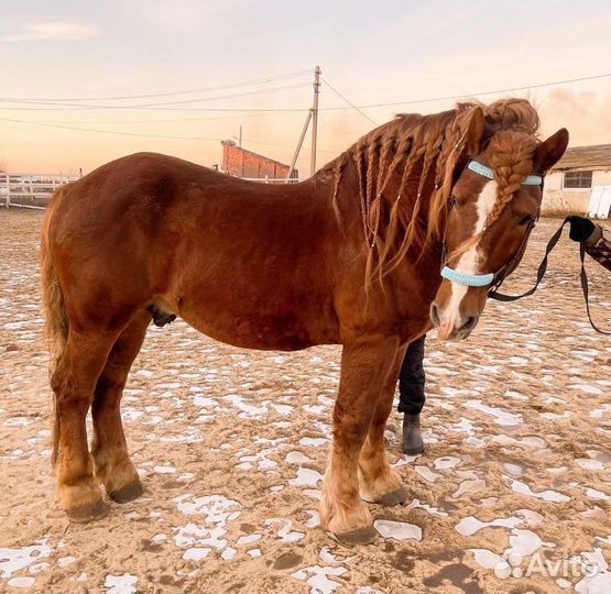 Тяжеловозный жеребец