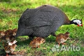 Суточная цесарка