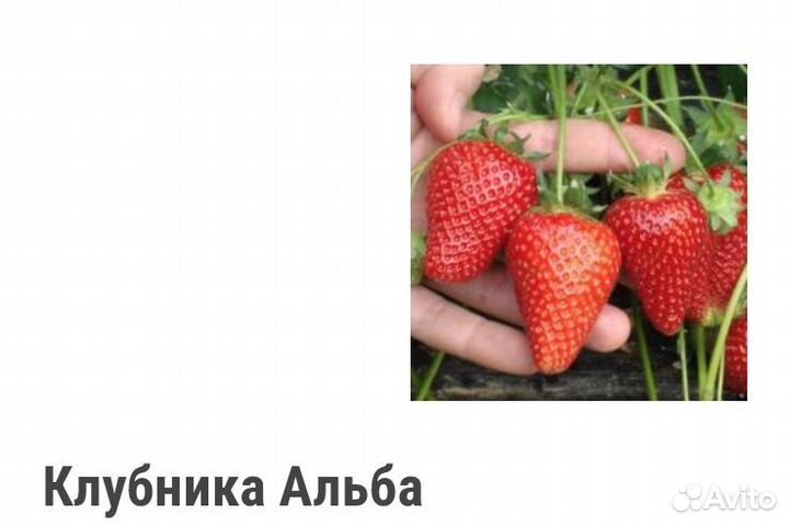 Рассада клубники альба