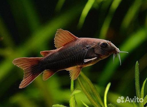 Коридорасы