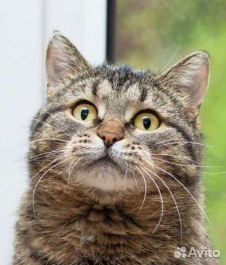 Пухленькая Пумочка ищет мам пап