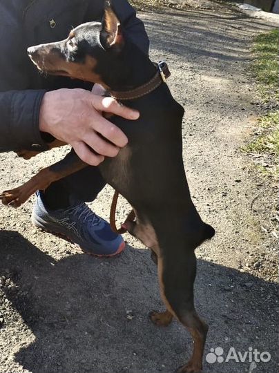 Вязка цвергпинчер