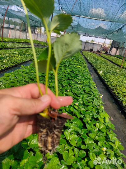 Рассада клубники оптом