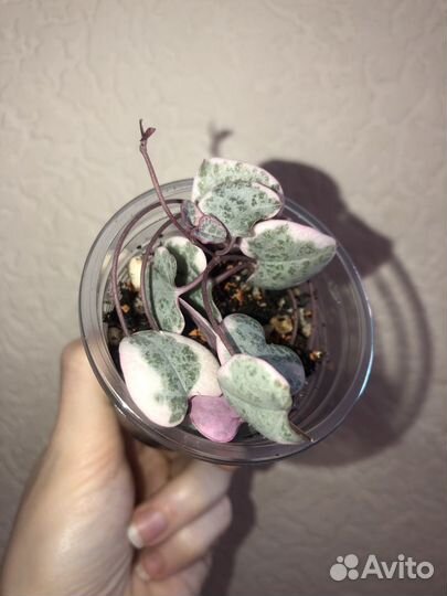 Церопегия вуди вар,крассула костер,каланхоэ,фикус