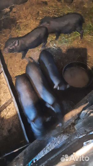 Вьетнамск вислобрюхий поросенок