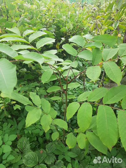 Саженцы деревьев для сада