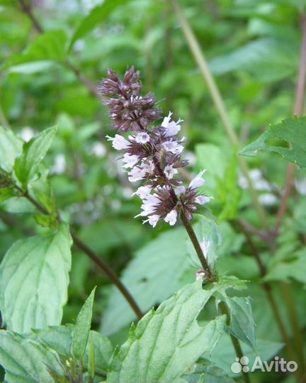 Мята перечная