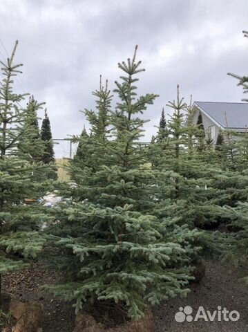 Ель голубая