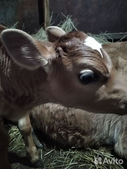 Джерсийский бычок