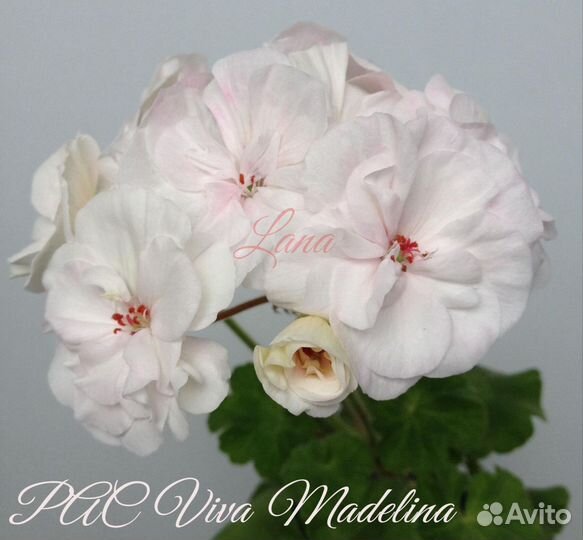 Пеларгония сортовая