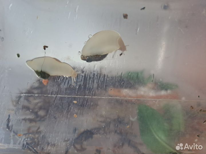 Улитки ахатины альбиносы бесплатно