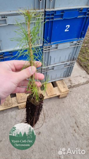 Сеянцы зкс Сосна окс Ель Лиственница Горная
