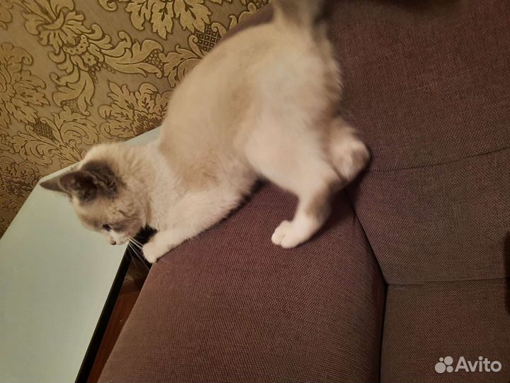 Тайский котенок девочка