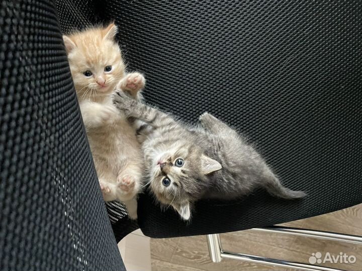 Котятки веселые