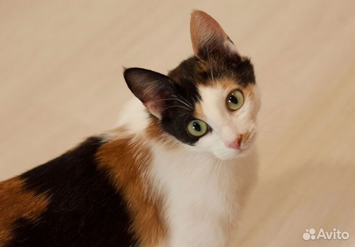 Кошка Люсси 1 год