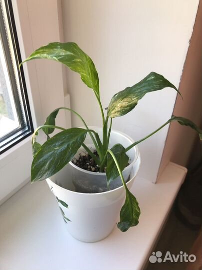 Спатифиллум джемени