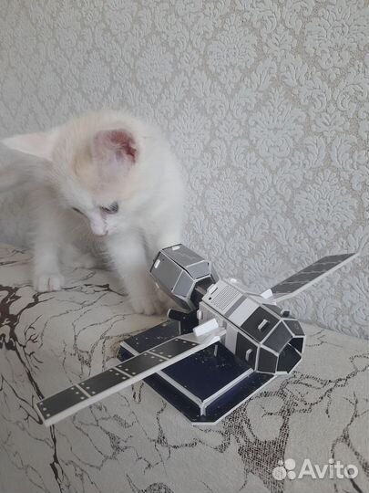 Кошка в дар