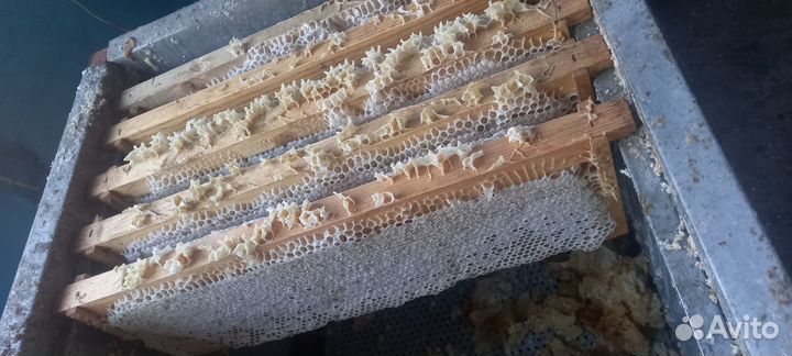 Мед в сотах,забрус