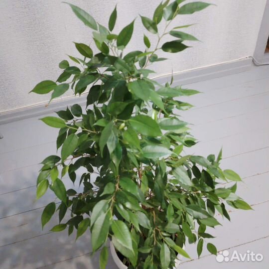 Фикус бенджамина