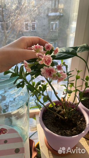 Каланхое