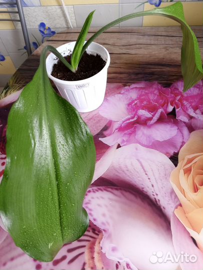 Эухарис амазонская лилия луковицы