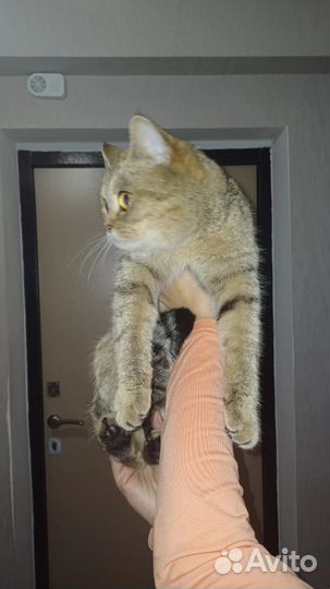 Кошка в дар