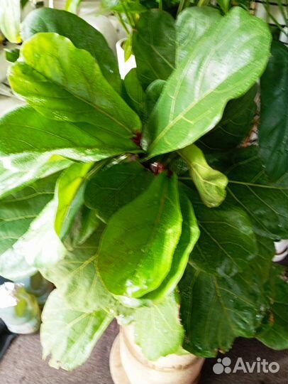 Фикус лирата калумнарис