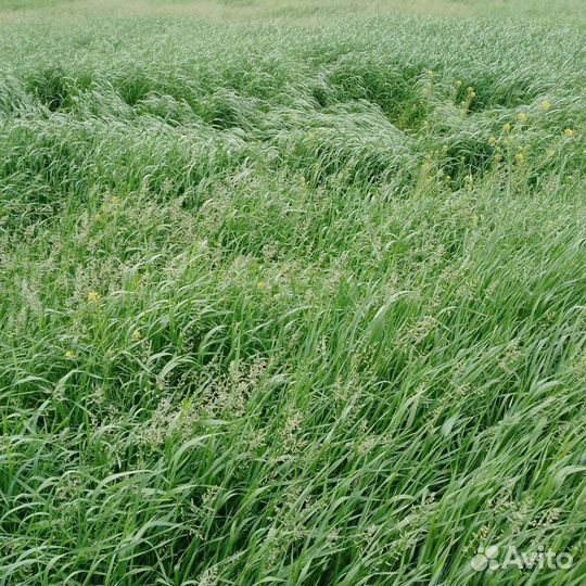 Сено в тюках