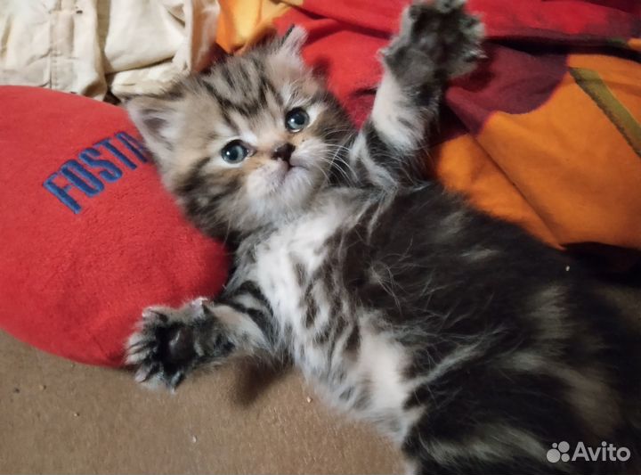Продаю котят