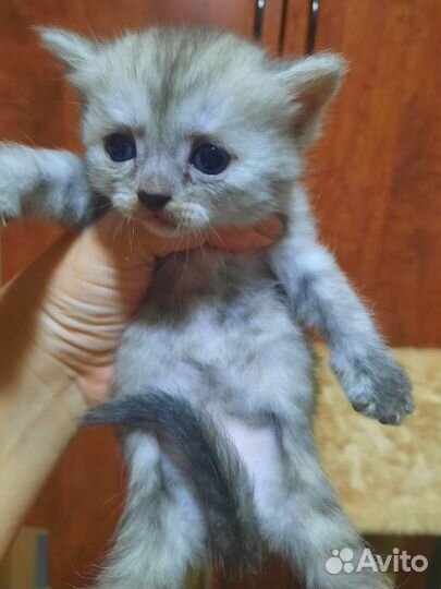 Шотландские котята