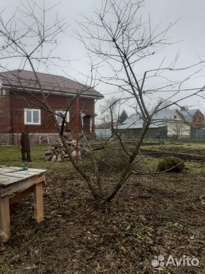 Обрезка плодовых деревьев
