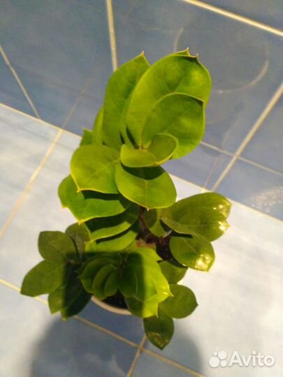 Замиокулькас