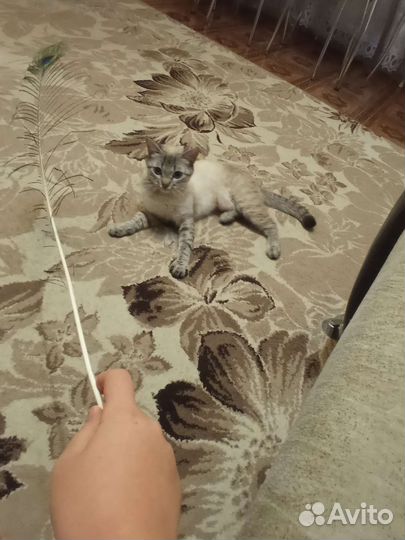 Кошка в дар бесплатно